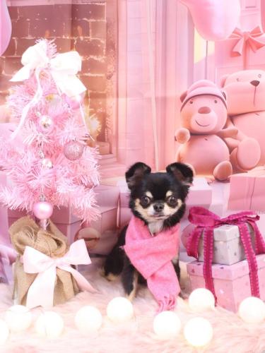 20241213ムギくん